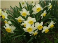 narcisi